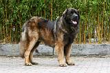 LEONBERG 923